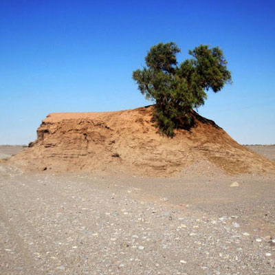 نمایی از گلدان کویر لوت