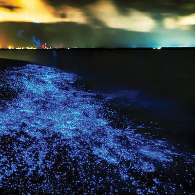 نمایی از ساحل شب تاب بندر چابهار با نور درخشان آبی