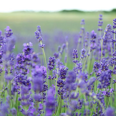 ارتفاعات روستای لوندویل یا شهر گلهای بنفش در بهار پوشیده از گلهای بنفش اسطوخودوس (لاوندر) است.