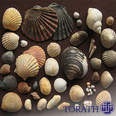 موجودات زنده بیشماری در دریا زندگی میکنند که دارای پوسته سخت میباشند.