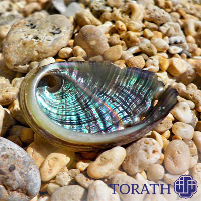 گاستروپودها دارای اسکلت بیرونی مارپیچ هستند.