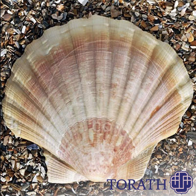 جنس پوسته صدفها آهکی است، اما برخی از آنها طی فسیل شدن سیلیسی میشوند.