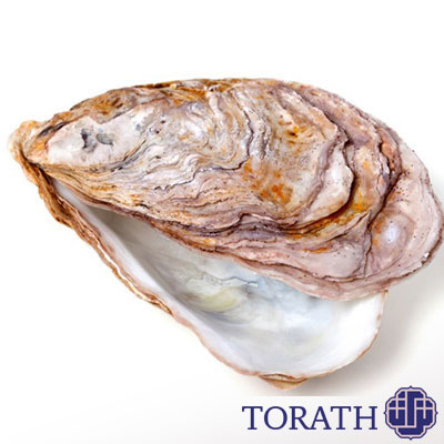 دو کفهایها از متداولترین سخت پوستان دریایی هستند که از نمونههای زنده آن در سراسر دنیا به عنوان غذا و منبع تولید مروارید استفاده میشود.