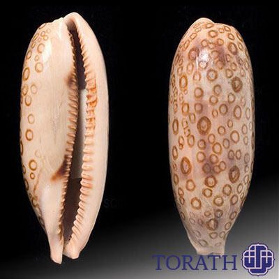 صدف صد چشم از انواع صدف Cowry
