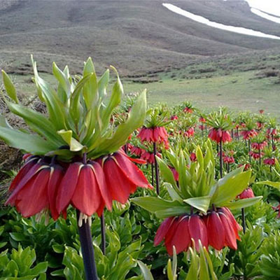 دشت دالانی الیگودرز، بزرگ‌ترین دشت لاله واژگون جهان است.