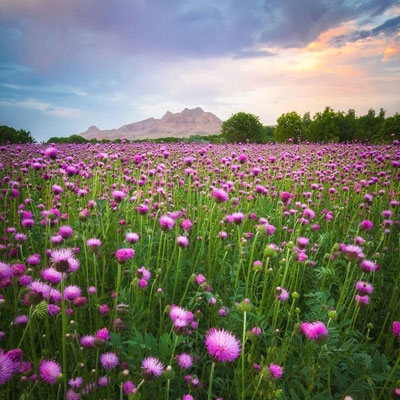 گل‌های دشت بابا سلطان در دامنه کوه هیکل