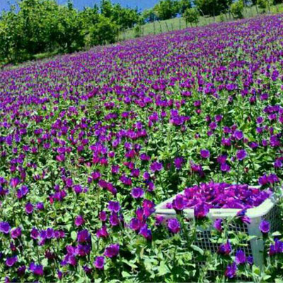 دشت جنت رودبار در گیلان میراث‌دار خوشه‌چینی گیاه دارویی گل گاو زبان در سازمان میراث فرهنگی ایران است.