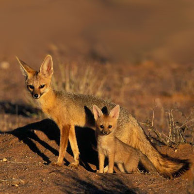 شهرستان مهرستان با نام کهن پهلوی «مه‌گس» از دو جزء «مه» به معنی بزرگ و «گس» به معنی شهر و خانه تشکیل شده است.