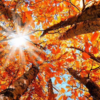 مهر هفتمین ماه سال هجری خورشیدی است که نخستین ماه فصل پاییز است و برج فلکی آن در برج میزان قرار دارد.