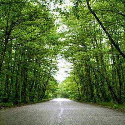 پارک جنگلی گیسوم در استان گیلان با بستری از زیباییهای جنگلی و دریایی