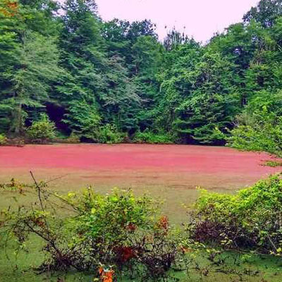 مرداب هسل یا تالاب کَنّیچال در فصل‌های مختلف سال به رنگ‌های سبز، صورتی و قرمز دیده می‌شود.