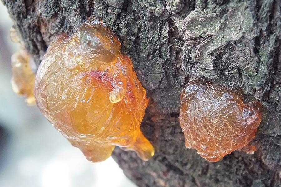 کهربا صمغ فسیلشدهی درختان است که طی میلیونها سال تحت فشار و دمای بالا سخت شده است.