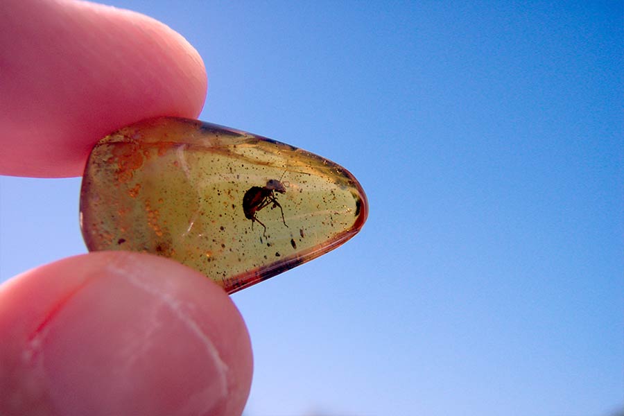 کهربای دومینیکن